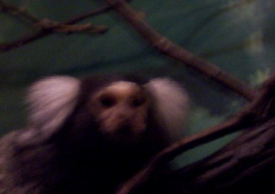 [ A common marmoset (The Bronx Zoo) ]