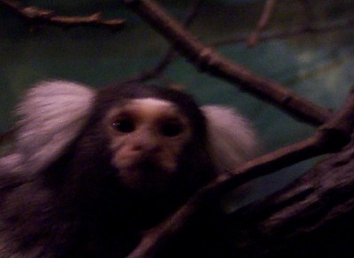 [ A common marmoset (The Bronx Zoo) ]