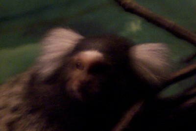 [ A common marmoset (The Bronx Zoo) ]