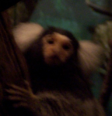 [ A common marmoset (The Bronx Zoo) ]