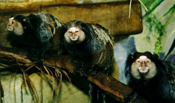 [ Marmosets ]