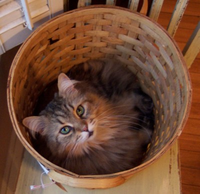 [ A tisket, a tasket, Misu in yet another basket...  ]